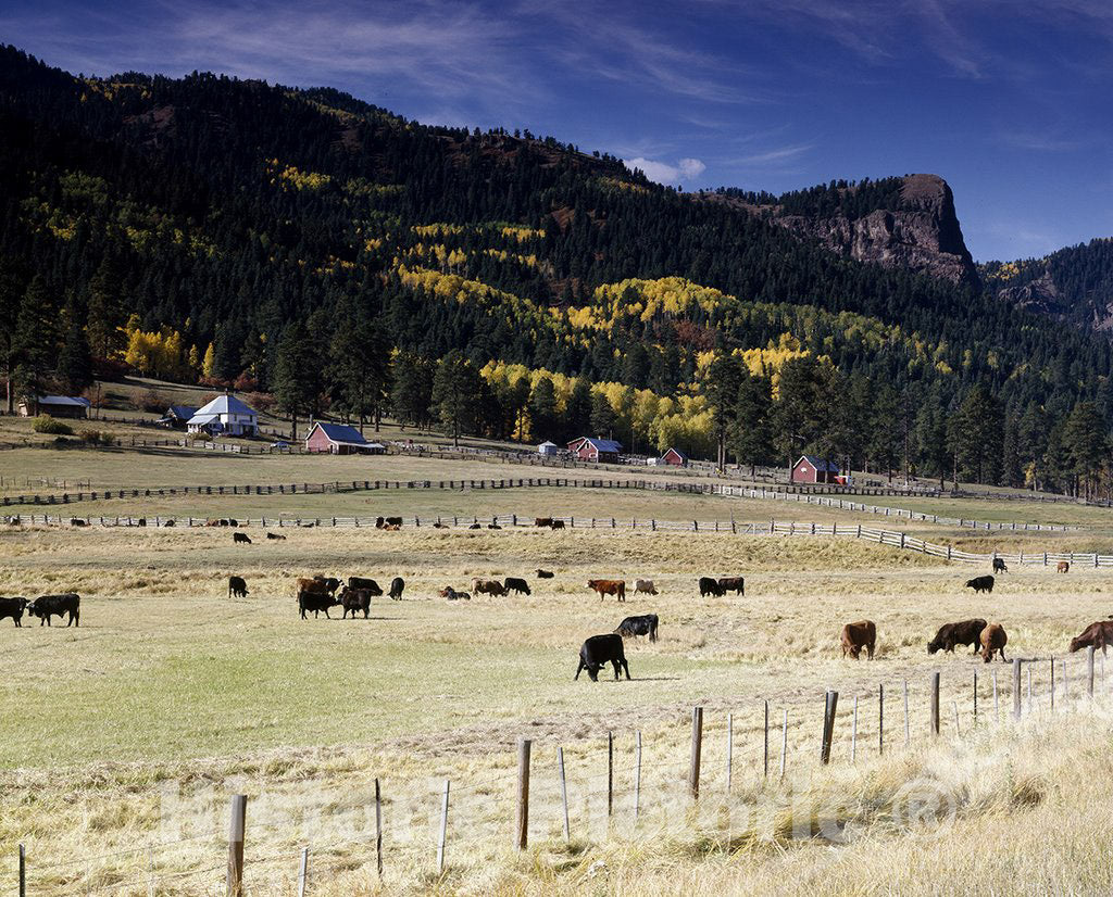 Colorado Photo - Grazing Cattle in Colorado