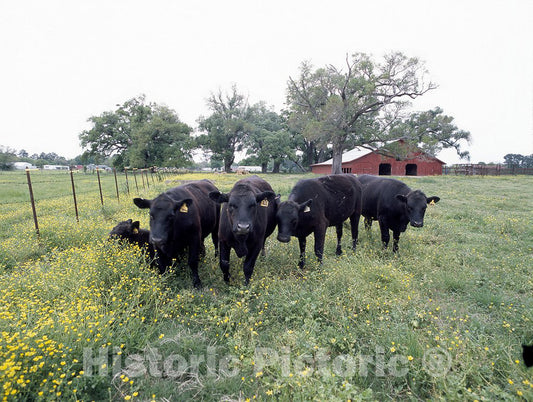United States Photo - Cattle Bunch Together for a Photograph
