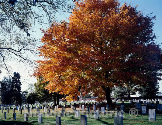 Photo - Fall Day at Arlington National Cemetery, Arlington, Virginia- Fine Art Photo Reporduction