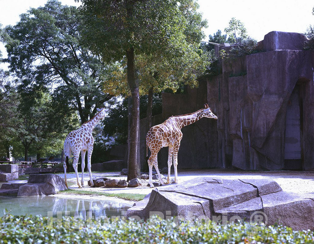 Chicago, IL Photo - Giraffes at The Lincoln Park Zoo, Chicago, Illinois