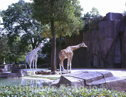 Chicago, IL Photo - Giraffes at The Lincoln Park Zoo, Chicago, Illinois