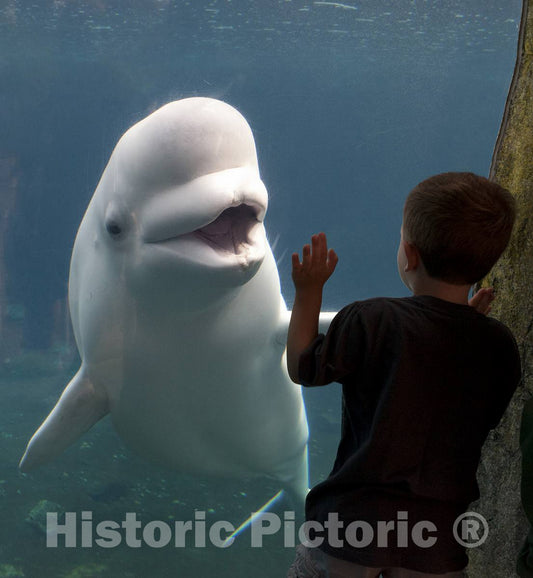 Photo- Mystic Aquarium, Mystic, Connecticut 3 Fine Art Photo Reproduction