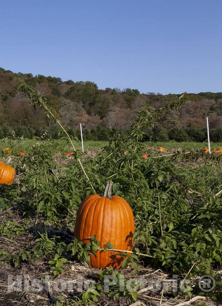 Photo- Pumpkin patch near Litchfield, Connecticut 1 Fine Art Photo Reproduction