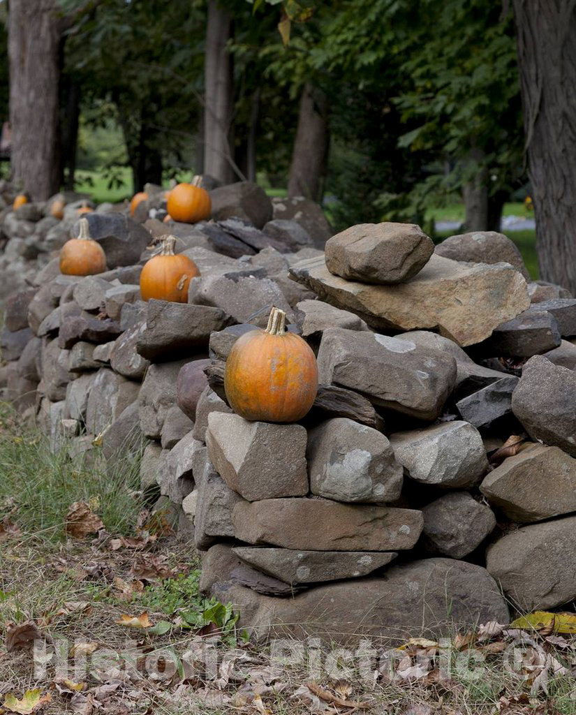 Photo- Connecticut Stone Fences 1 Fine Art Photo Reproduction