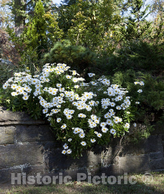 Greenwich, CT Photo - Stone Fences in Greenwich, Connecticut