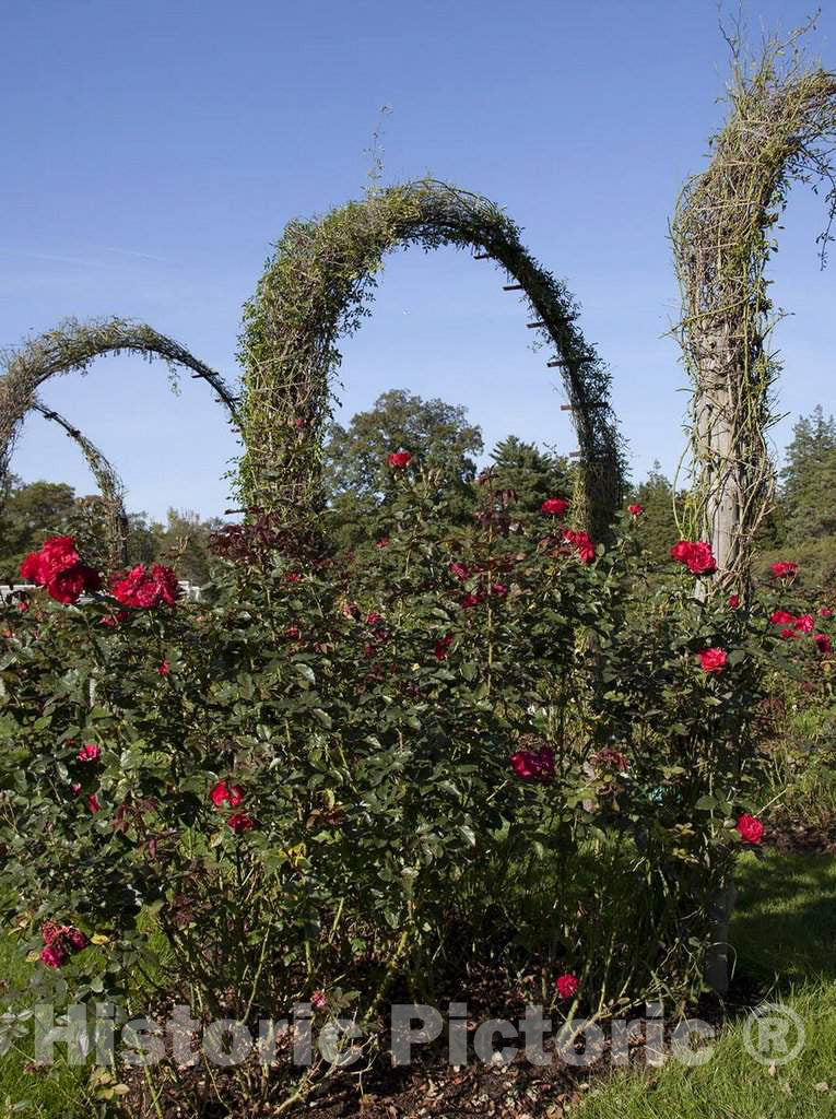 Photo- Elizabeth Park Rose Garden in Hartford, Connecticut 1 Fine Art Photo Reproduction