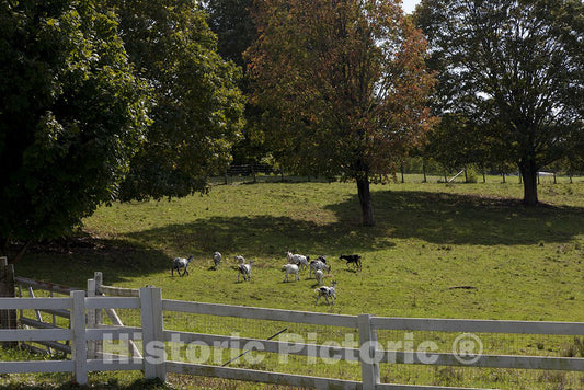 Windsor, CT Photo - Goats Near a Tobacco barn in Windsor, Connecticut
