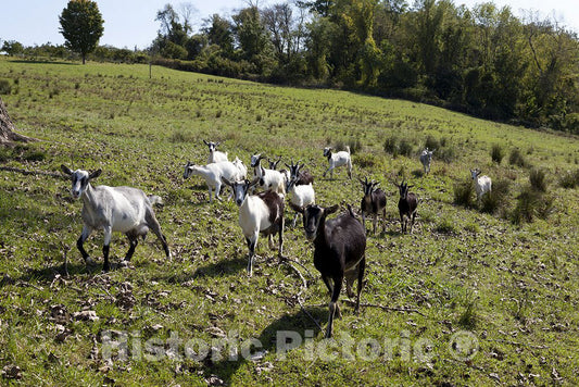 Windsor, CT Photo - Goats at a Tobacco barn in Windsor, Connecticut