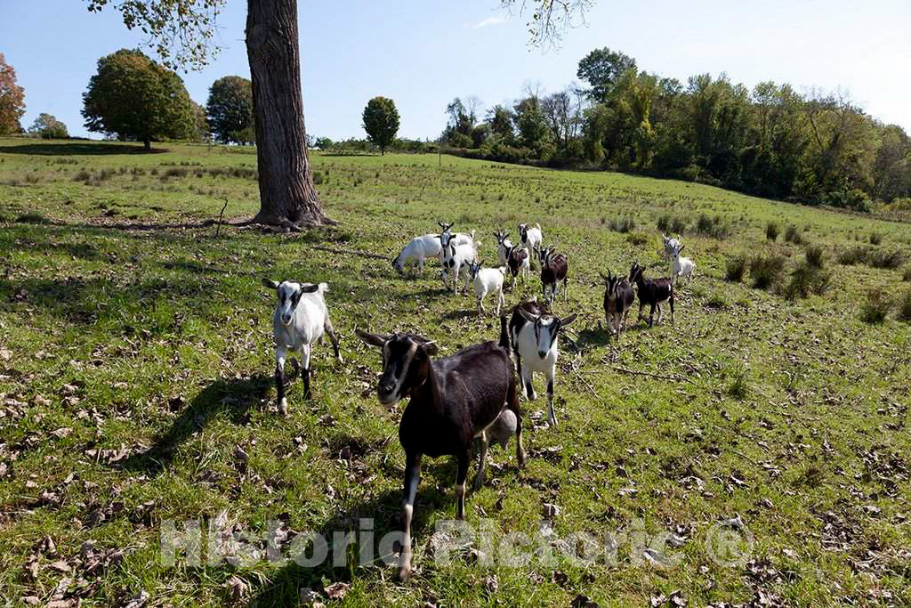 Photo- Goats at a Tobacco barn in Windsor, Connecticut 2 Fine Art Photo Reproduction