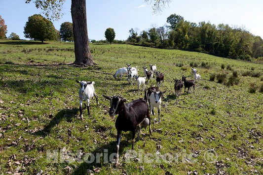 Photo- Goats at a Tobacco barn in Windsor, Connecticut 2 Fine Art Photo Reproduction