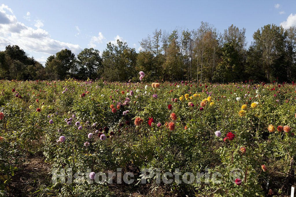 West Suffield, CT Photo - Flower Farm in West Suffield, Connecticut