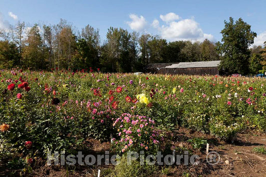Photo- Flower Farm in West Suffield, Connecticut 2 Fine Art Photo Reproduction