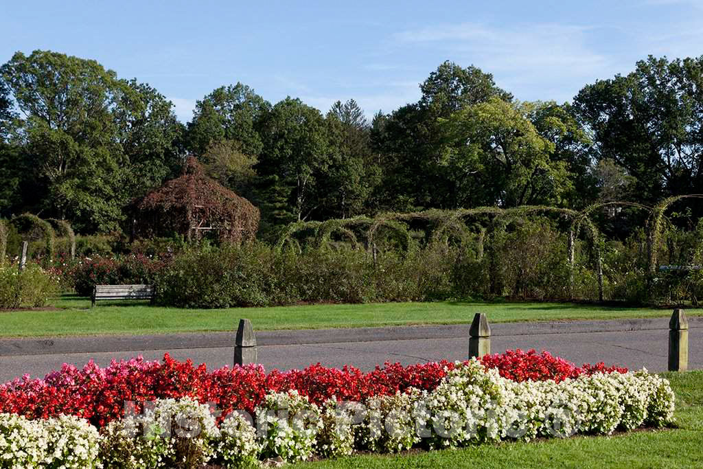 Photo- Elizabeth Park Rose Garden in Hartford, Connecticut 2 Fine Art Photo Reproduction