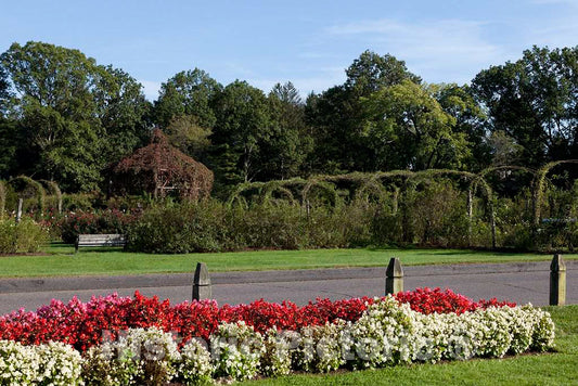 Photo- Elizabeth Park Rose Garden in Hartford, Connecticut 2 Fine Art Photo Reproduction