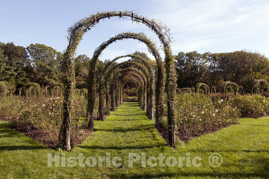 Hartford, CT Photo - Elizabeth Park Rose Garden Located in Hartford, Connecticut