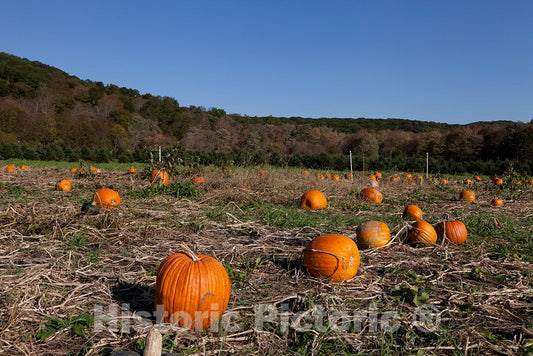 Photo- Pumpkin Patch Near Litchfield, Connecticut 2 Fine Art Photo Reproduction