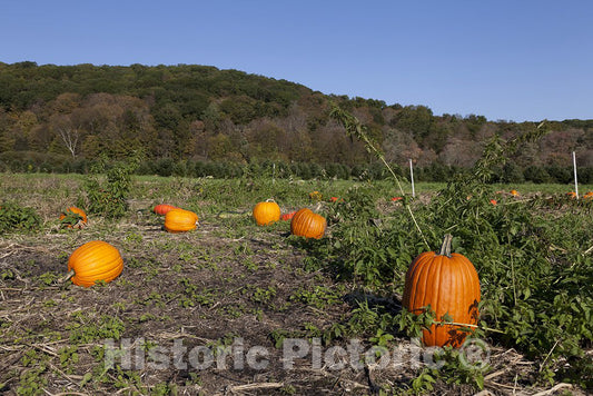 Litchfield, CT Photo - Pumpkin Patch Near Litchfield, Connecticut