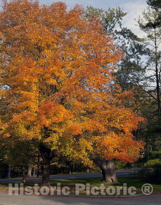 Connecticut Photo - Fall Trees in Connecticut