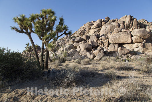 California Photo - Joshua Tree National Park, California