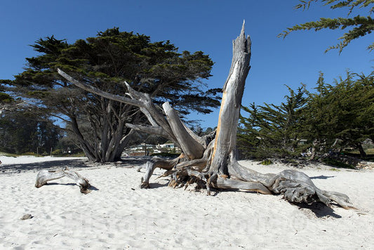 Carmel, CA Photo - Carmel-by-The-Sea, California