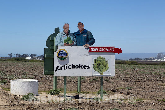 California Photo - Sign:Artichokes, Now Growing. California