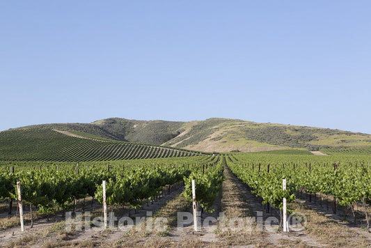 Paso Robles, CA Photo - Vineyards in The Paso Robles Area of California