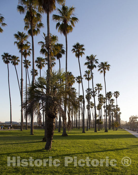 Santa Barbara, CA Photo - Palm Trees on Along The Coast in Santa Barbara, California