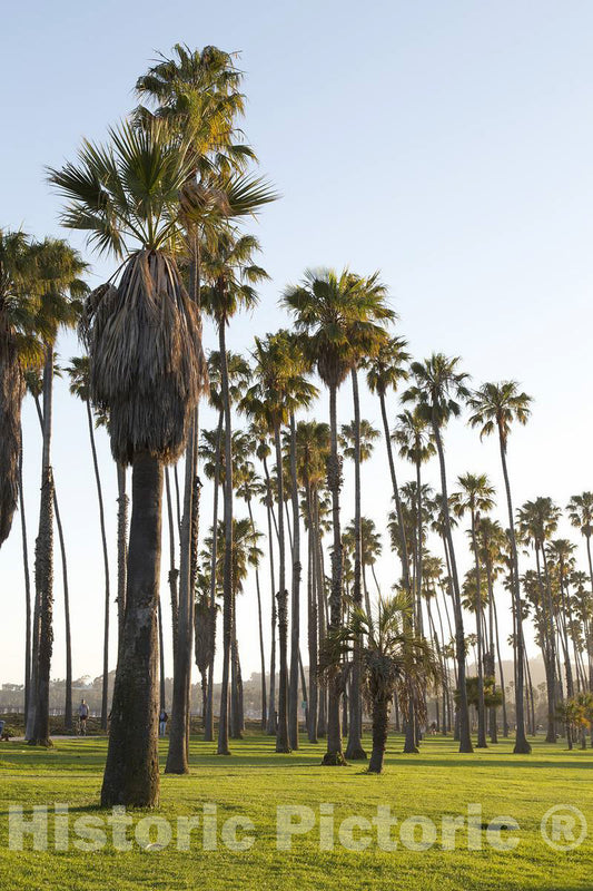 Photo - Palm Trees on Along The Coast in Santa Barbara, California- Fine Art Photo Reporduction