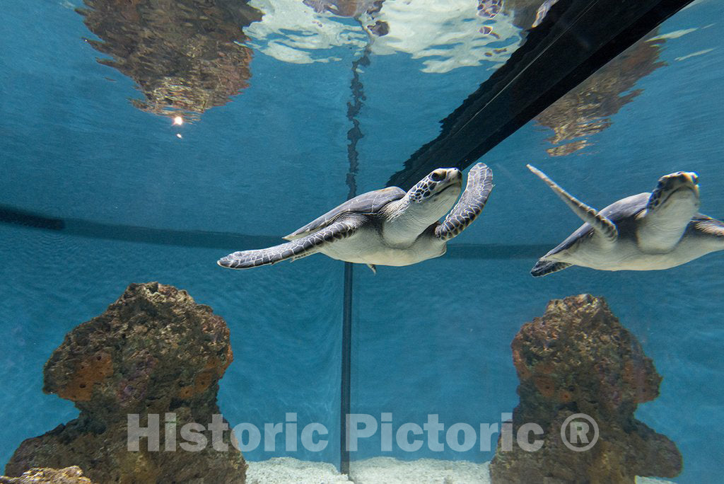 Monterey, CA Photo - Sea Turtles at Monterey Bay Aquarium, Monterey, California