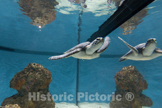 Monterey, CA Photo - Sea Turtles at Monterey Bay Aquarium, Monterey, California