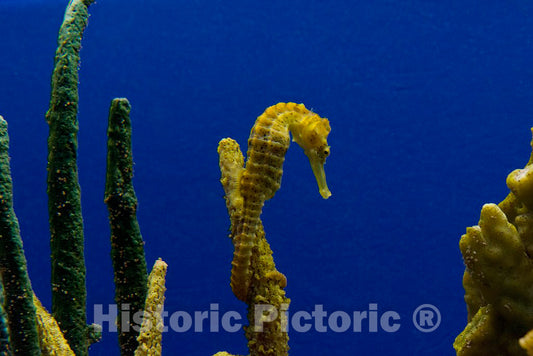 Photo - Sea Horses at Monterey Bay Aquarium, Monterey, California- Fine Art Photo Reporduction