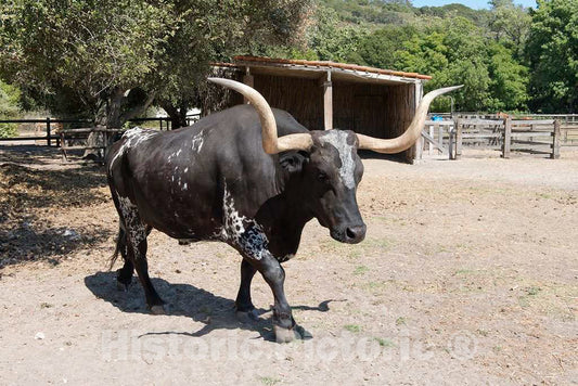 Photo - Animals at La Purisima Mission, Lompoc, California- Fine Art Photo Reporduction