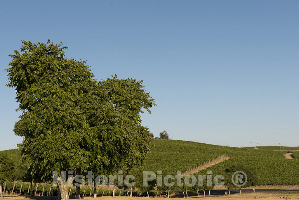 California Photo - California Vineyards