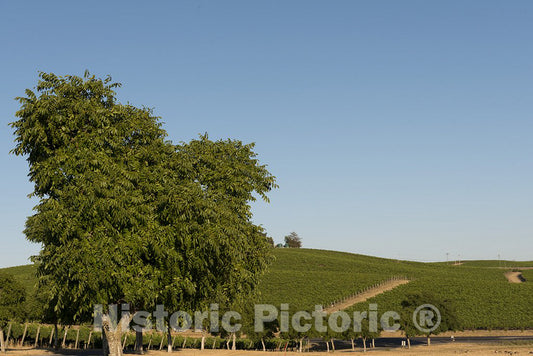 California Photo - California Vineyards