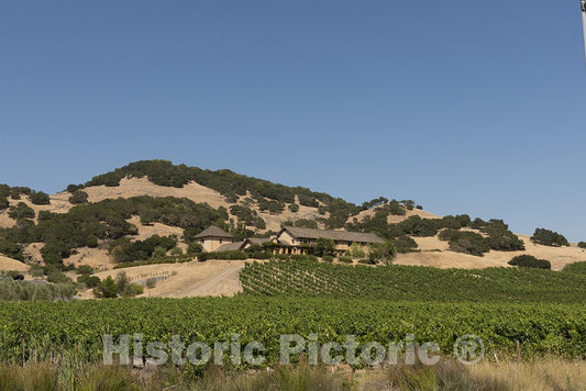 California Photo - California Vineyards