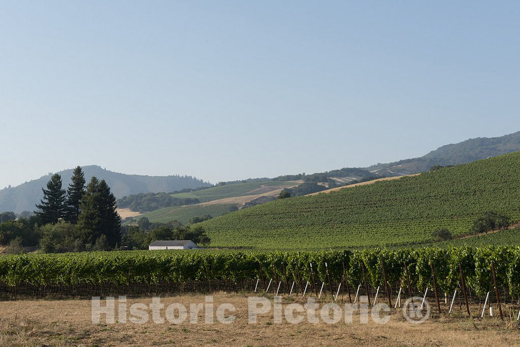 California Photo - California vineyards