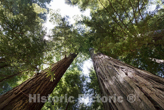 Redwood National, CA Photo - The Redwood National and State Parks (RNSP)-