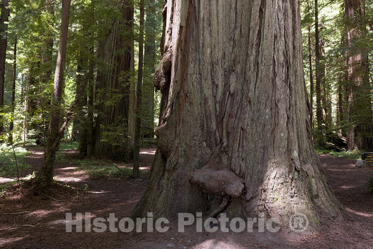 California Photo - The Redwood National and State Parks (RNSP) Along The Coast of Northern CA