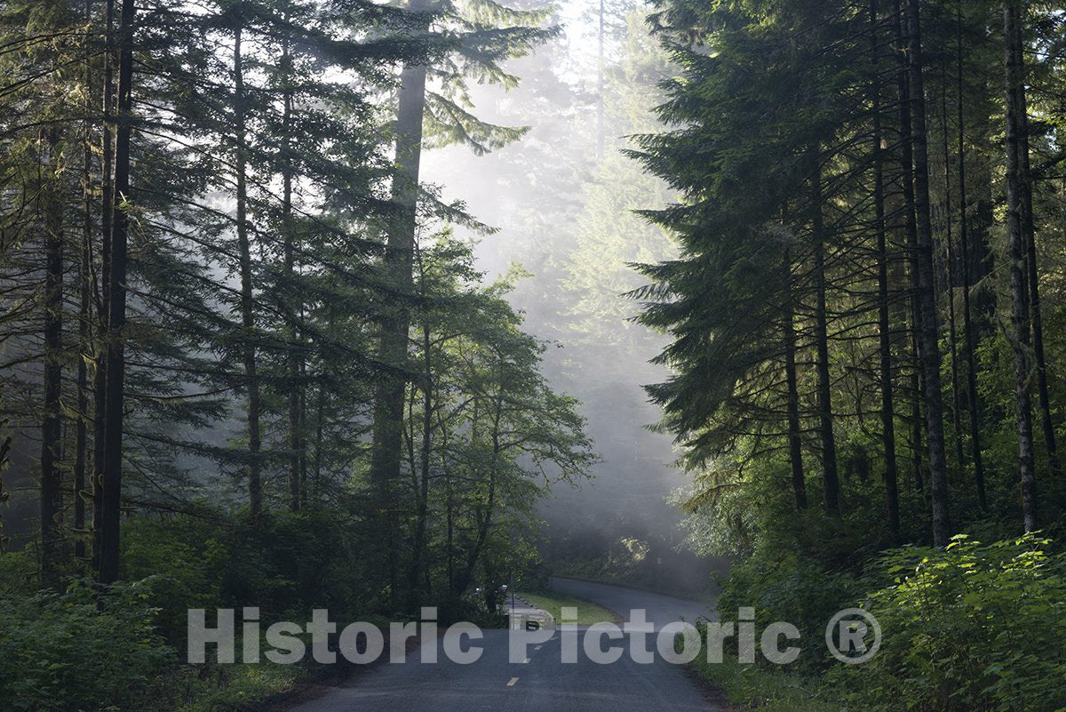 California Photo - Lady Bird Johnson Grove in Northern California