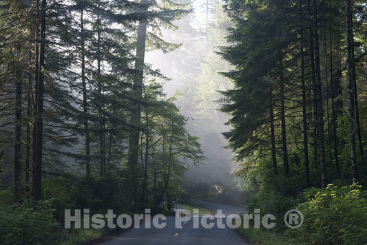 California Photo - Lady Bird Johnson Grove in Northern California