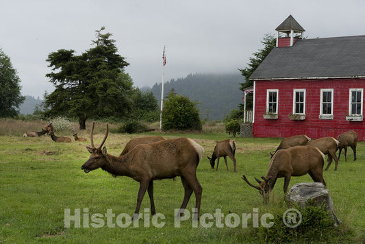 Orick, CA Photo - Roosevelt elk roam in Orick, California