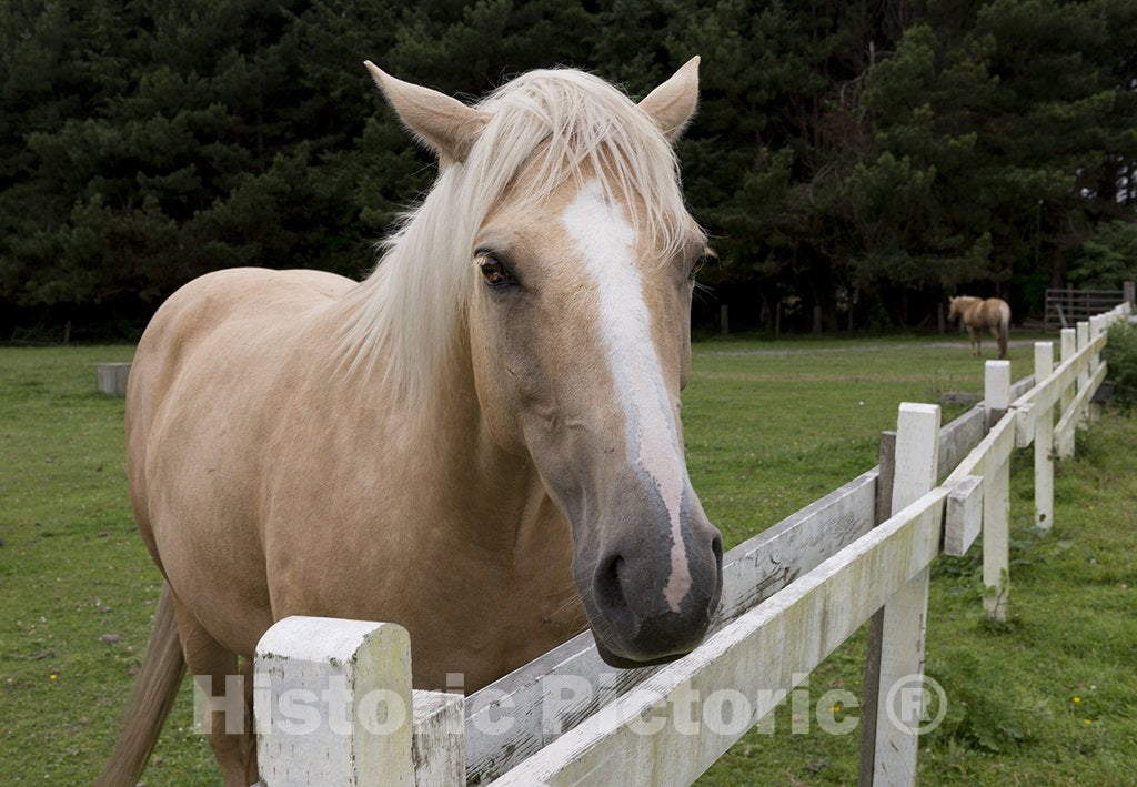 Orick, CA Photo - Horse in Orick, California