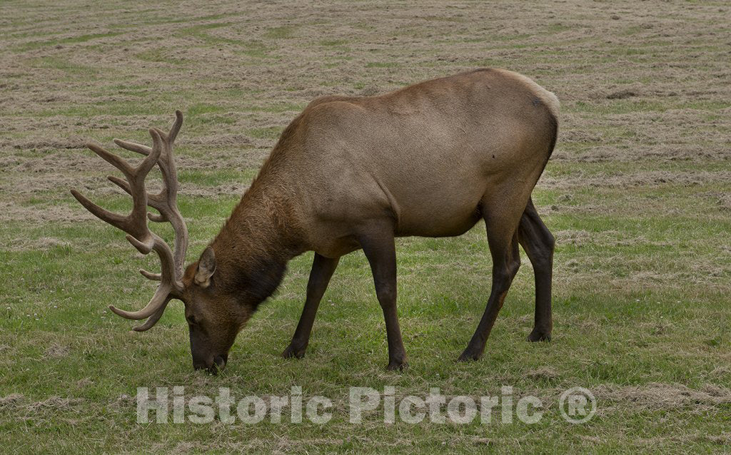 Orick, CA Photo - Roosevelt elk roam in Orick, California