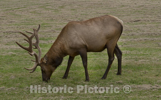 Orick, CA Photo - Roosevelt elk roam in Orick, California