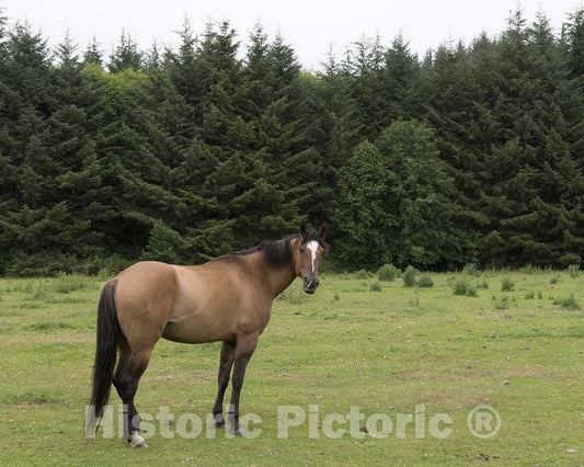 Orick, CA Photo - Horse in Orick, California