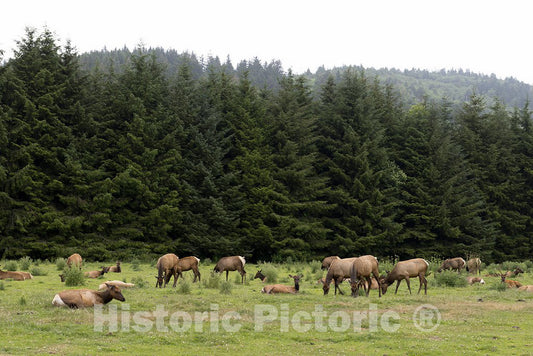 Orick, CA Photo - Roosevelt elk roam in Orick, California