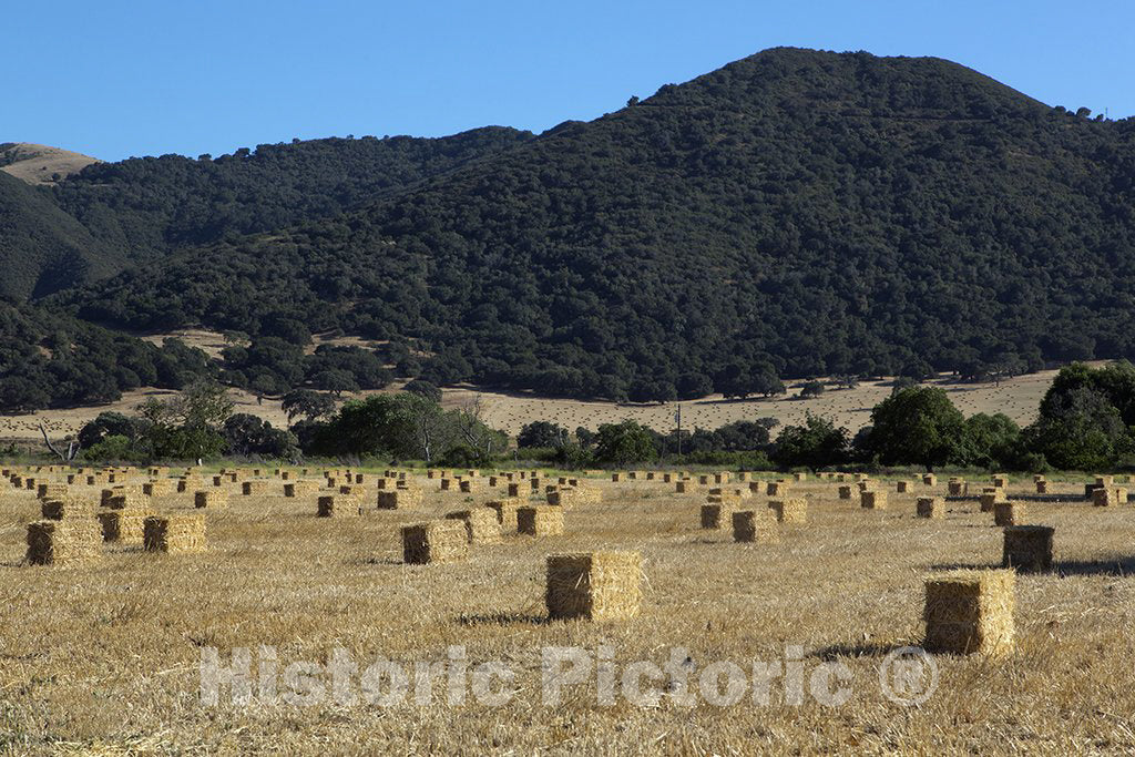 Solvang, CA Photo - Field of hay Near Solvang, California