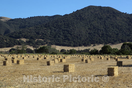 Solvang, CA Photo - Field of hay Near Solvang, California