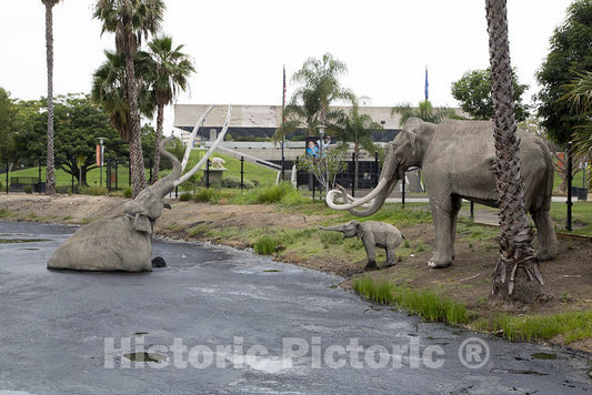 Los Angeles, CA Photo - La Brea Tar Pits, Los Angeles, California