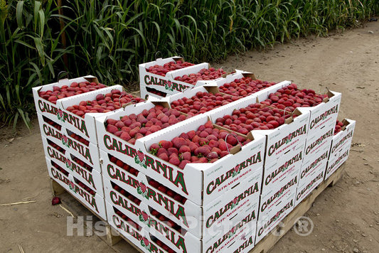 California Photo - Fruit and Vegetables are in Abundance in California